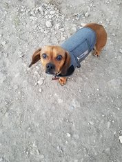 Dachshund Dogs for adoption in Jarrell, TX, USA
