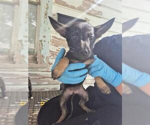 German Shepherd Dog-Unknown Mix Dogs for adoption in San Antonio, TX, USA