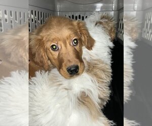Golden Retriever Dogs for adoption in Studio City, CA, USA