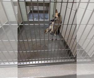 German Shepherd Dog-Unknown Mix Dogs for adoption in Upland, CA, USA