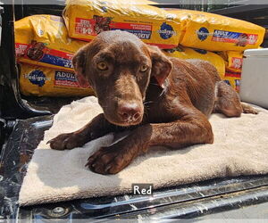 Labrador Retriever-Unknown Mix Dogs for adoption in Corinth, MS, USA