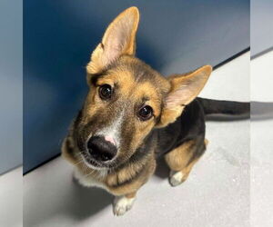 German Shepherd Dog-Unknown Mix Dogs for adoption in Woodbury, NY, USA