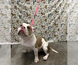 American Bulldog Dogs for adoption in Rosenberg, TX, USA