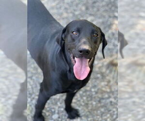 Mutt Dogs for adoption in Elmsford, NY, USA