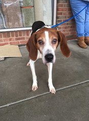 English Foxhound Dogs for adoption in Columbia, MD, USA