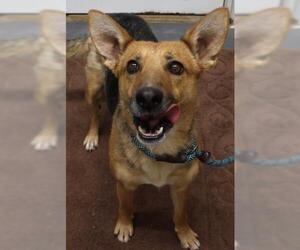 Mutt Dogs for adoption in Thief River Falls, MN, USA