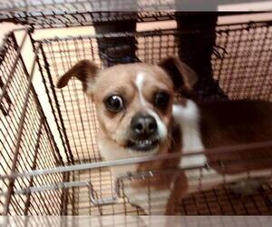 Mutt Dogs for adoption in Martinez, CA, USA