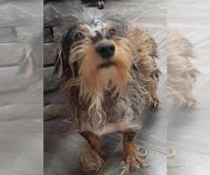 Dachshund Dogs for adoption in Fredericksburg, VA, USA