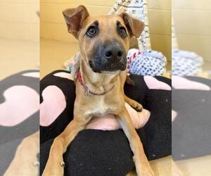 Mutt Dogs for adoption in Chula Vista, CA, USA