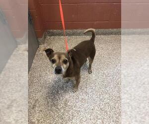 Chihuahua Dogs for adoption in Pueblo, CO, USA