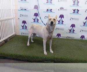 Catahoula Leopard Dog-Siberian Husky Mix Dogs for adoption in Orlando, FL, USA
