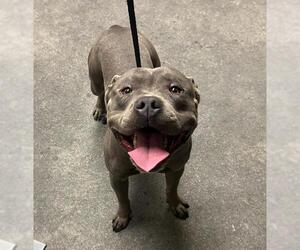American Pit Bull Terrier Dogs for adoption in Downey, CA, USA