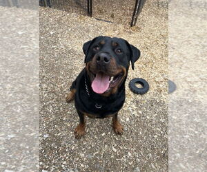 Medium Photo #2 Rottweiler Puppy For Sale in Foristell, MO, USA