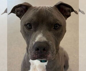 Mutt Dogs for adoption in Jefferson, WI, USA