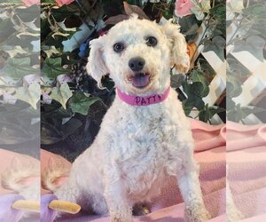 Bichon Frise Dogs for adoption in Bon Carbo, CO, USA