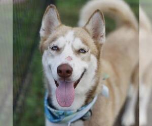 Siberian Husky-Unknown Mix Dogs for adoption in San Antonio, TX, USA