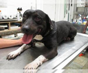 Beagle-Bull Terrier Mix Dogs for adoption in Starke, FL, USA