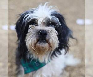 Medium Photo #1 Shih Tzu-Unknown Mix Puppy For Sale in San Antonio, TX, USA