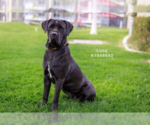 Mutt Dogs for adoption in Riverside, CA, USA