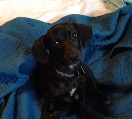 Dachshund-Unknown Mix Dogs for adoption in Issaquah, WA, USA
