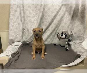 American Pit Bull Terrier-Unknown Mix Dogs for adoption in Modesto, CA, USA