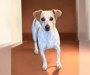 Chihuahua-Unknown Mix Dogs for adoption in Cranston, RI, USA