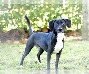 Lab-Pointer Dogs for adoption in Tavares, FL, USA