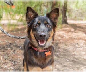 Affenpinscher Dogs for adoption in El Cajon, CA, USA