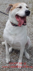 Great Dane-Labrador Retriever Mix Dogs for adoption in Holden, MO, USA