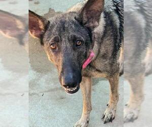 German Shepherd Dog Dogs for adoption in Sacramento, CA, USA