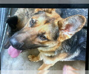 German Shepherd Dog Dogs for adoption in San Bernardino, CA, USA