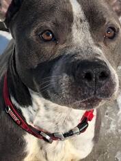 Bullypit Dogs for adoption in Princeton, MN, USA