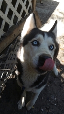 Alaskan Husky Dogs for adoption in Zepheyrhills, FL, USA