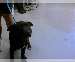 Labrador Retriever-Unknown Mix Dogs for adoption in Fayetteville, NC, USA