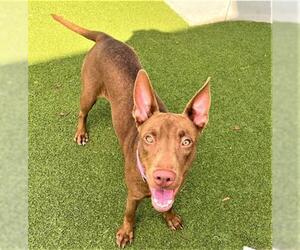 Pharaoh Hound Dogs for adoption in Fort Lauderdale, FL, USA