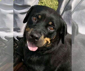 Rottweiler Dogs for adoption in Hillsboro, NH, USA