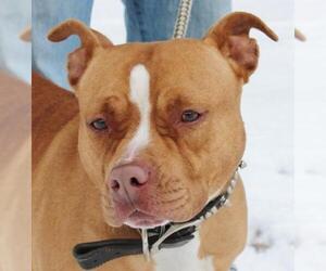 Staffordshire Bull Terrier Dogs for adoption in Hillsdale, IN, USA