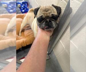Pug Dogs for adoption in Santa Cruz, CA, USA