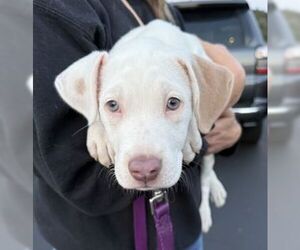 Labrador Retriever-Unknown Mix Dogs for adoption in Mt. Laurel, NJ, USA
