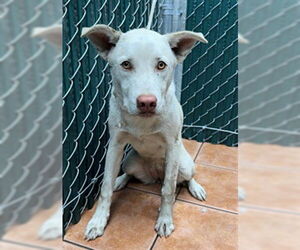 Siberian Husky-Unknown Mix Dogs for adoption in Downey, CA, USA