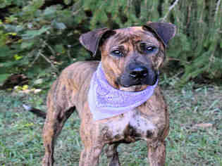 Bullboxer Pit Dogs for adoption in Westminster, MD, USA