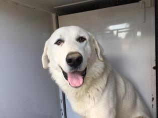 Great Pyrenees-Unknown Mix Dogs for adoption in Modesto, CA, USA
