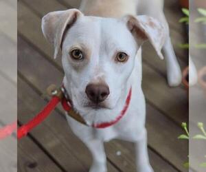Labrador Retriever-Unknown Mix Dogs for adoption in San Diego, CA, USA