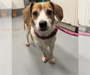 Mutt Dogs for adoption in Peoria, IL, USA