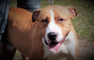 American Bandogge Dogs for adoption in Tampa, FL, USA