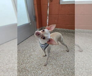 Chihuahua Dogs for adoption in Pueblo, CO, USA