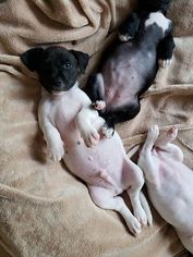 Jack Chi Dogs for adoption in Seminole, FL, USA