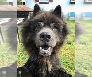 Chow Chow Dogs for adoption in Landenberg, PA, USA