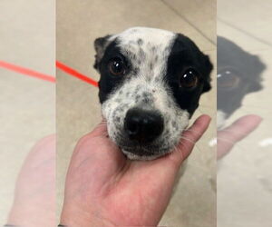 Mutt Dogs for adoption in Riverside, CA, USA