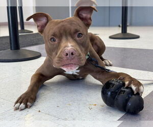 American Pit Bull Terrier-Unknown Mix Dogs for adoption in Millersville, MD, USA